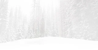 Snowy forest.
