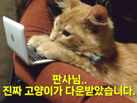 토렌트로 저작권 위반 영상 다운로드를 받지 않았습니다. 판사님